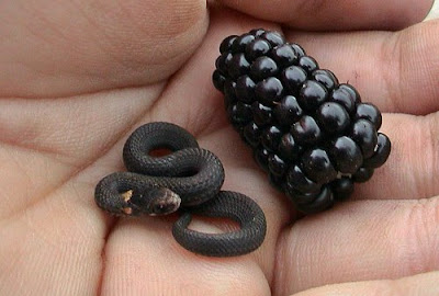 Baby Snake Pictures on Picture Of Cute Small Snake With Blackberry