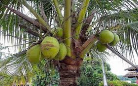 7 manfa'at buah pohon kelapa hijau untuk kesehatan