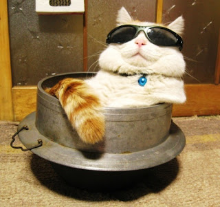 Gambar Kucing Pakai Kacamata Lucu