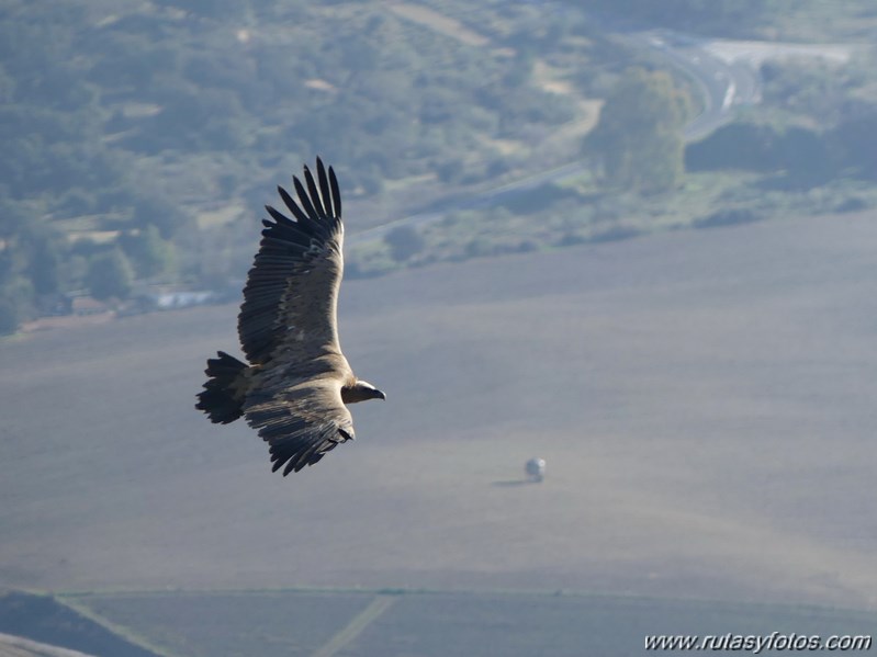 Cornicabral de Mures