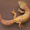 Baby Leopard Gecko For Sale