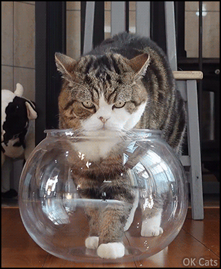 Funny Cat GIF • When Maru thinks he is a big fluffy FiSH, he becomes liquid in the fishbowl! [ok-cats.com]