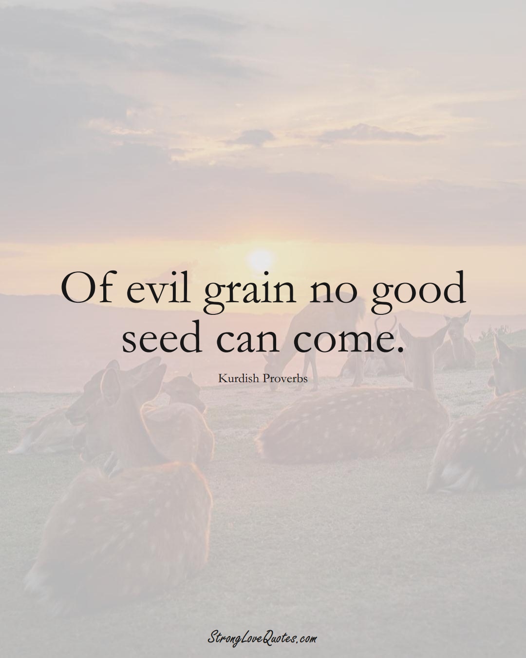 Of evil grain no good seed can come. (Kurdish Sayings);  #aVarietyofCulturesSayings
