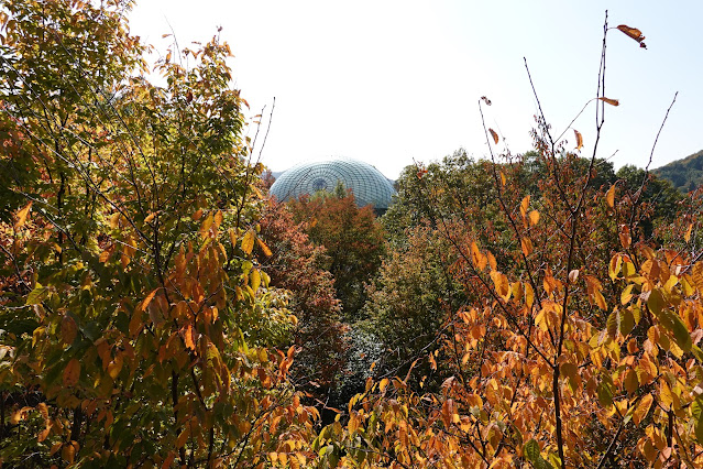 鳥取県西伯郡南部町鶴田　とっとり花回廊　紅葉の美