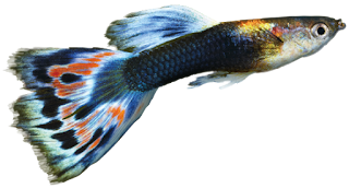 Gambar ikan