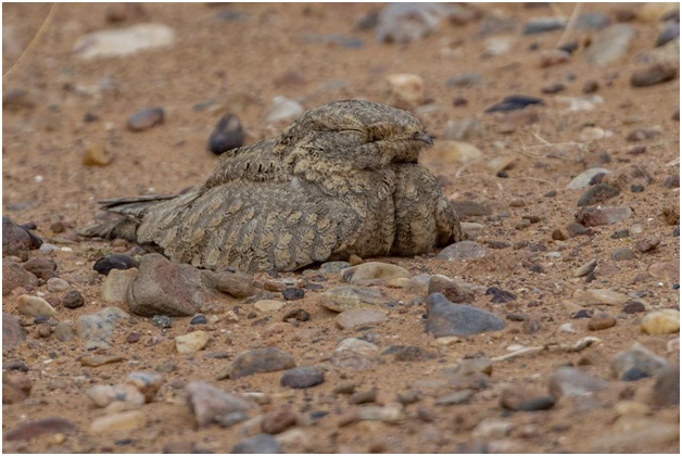 Discover The Wildlife In Morocco