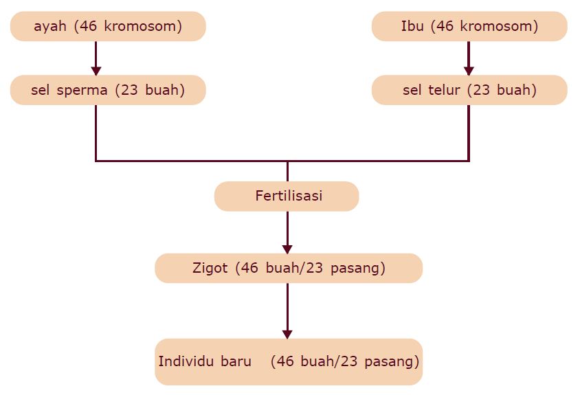 Pengertian Kromosom dan Jumlah Kromosom pada Manusia 