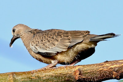 "Spotted Dove ,Sub adult,on a branch."