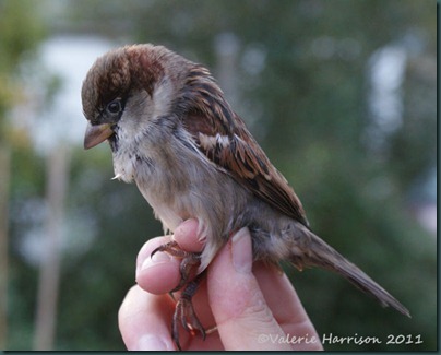 house-sparrow