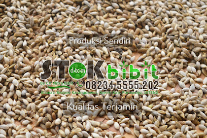 Jambu biji                                                                                           cara menyambung tanaman jambu biji