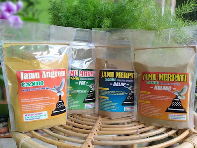 Jamu Merpati