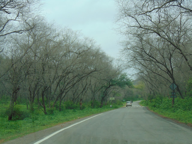 sariska forest