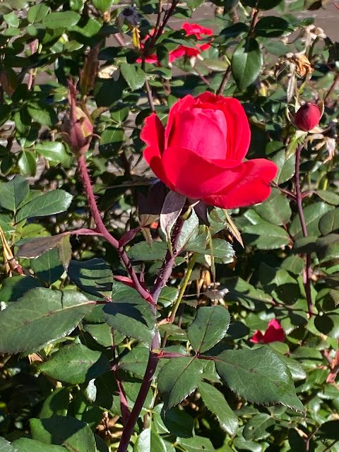 rose in Elizabethton, TN
