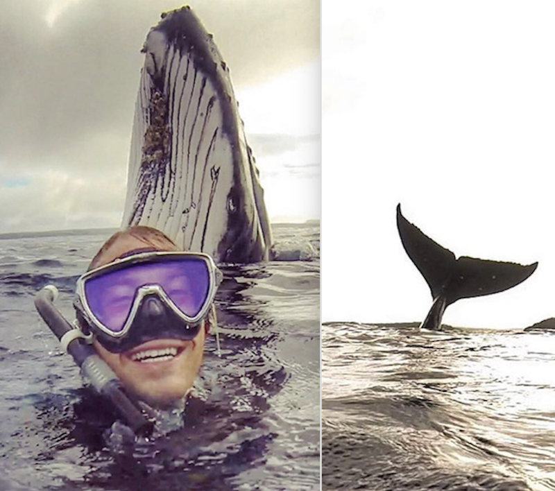 This Lucky Guy Was Photobombed By A Massive Whale