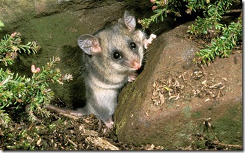 vic-MountainPygmyPossum-large