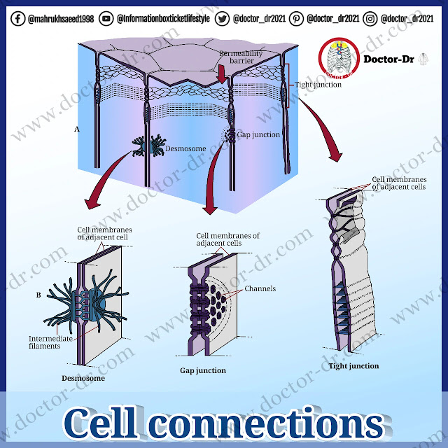 CELL CONNECTIONS