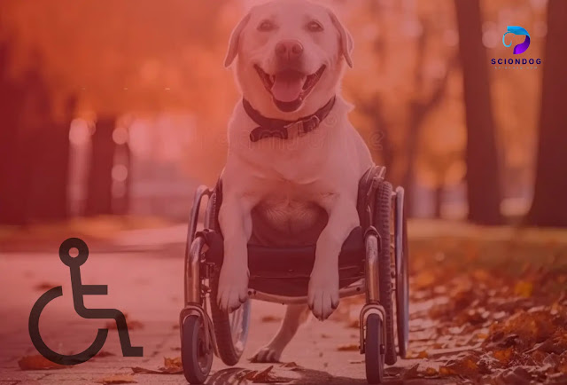 Dogs With Disabilities