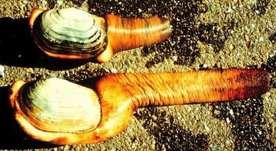 Geoducks 3 Worlds Most Strange Species   Geoducks !