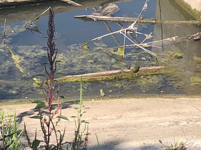 Frogs enjoying some sunning at Carl R. Hansen Woods