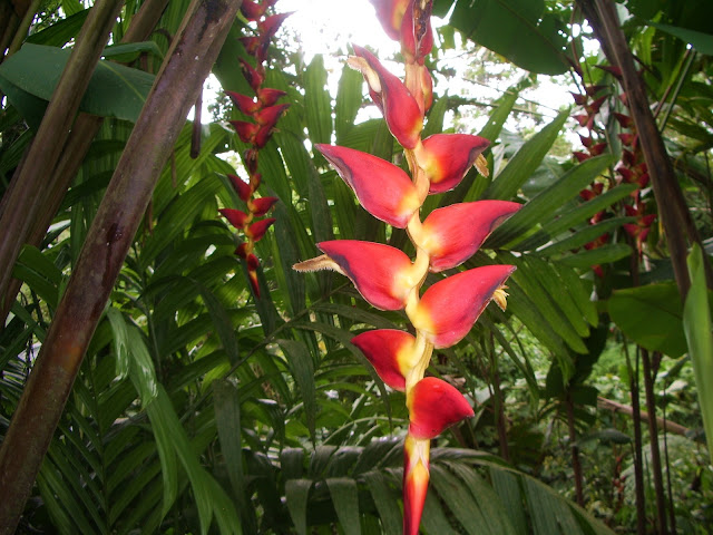 Costa Rica flowers