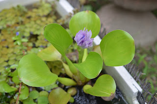 ホテイ草の花