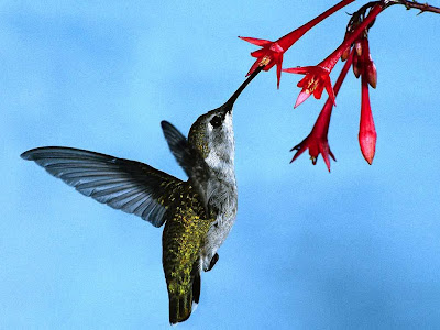  Humming Bird Photo