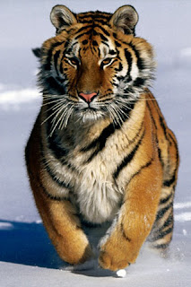 siberian tiger