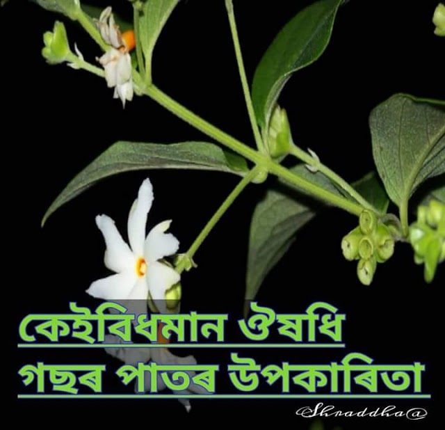 কেইবিধমান ঔষধি গছৰ পাতৰ উপকাৰিতা। 