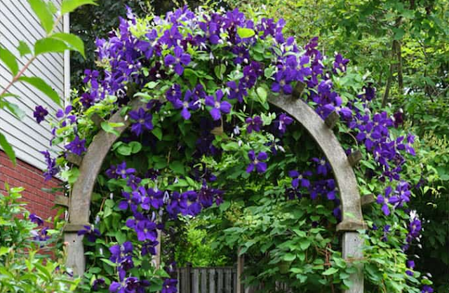 20+ Best Flowering Vines and Climbing Plants