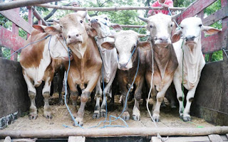 Truckload of cattle snatched in Gazipur