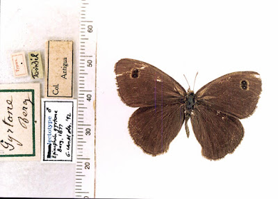 Mariposa dos puntos ocelada (Pampasatyrus gyrtone)