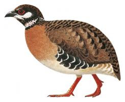 Tan breasted Partridge