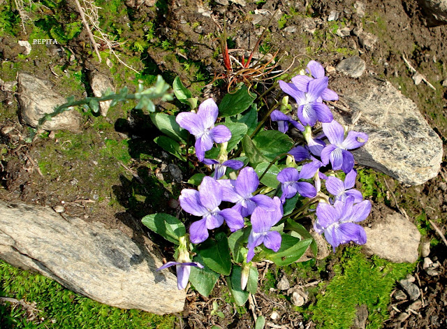 Flora. Sierra Nevada