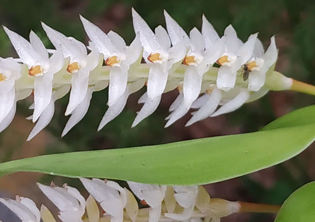 Дендрохилум колосковый / Дендрохилум плёнчатый (Dendrochilum glumaceum)