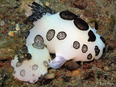 Foto: nudibranquio Jorunna funebris