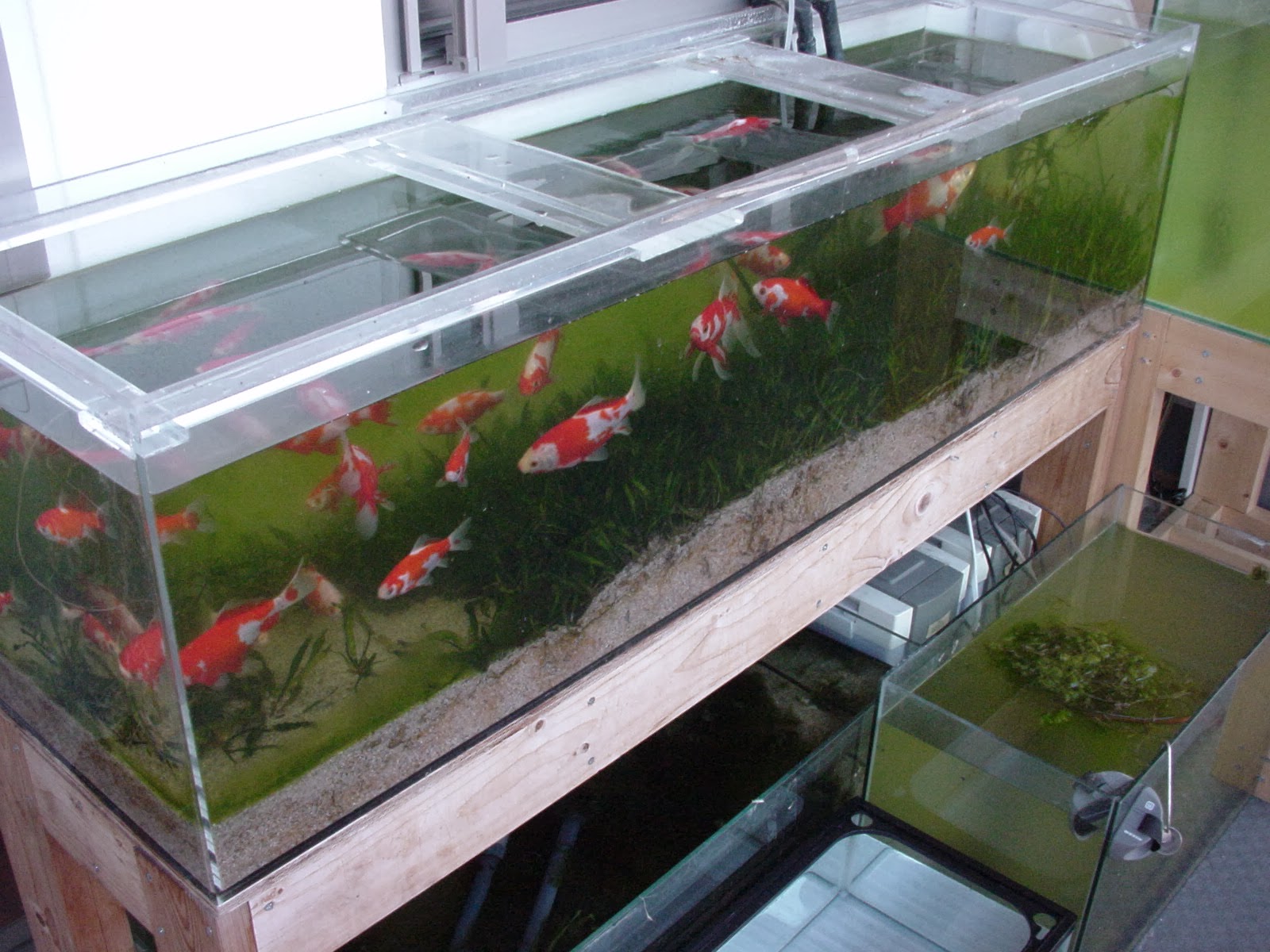 金魚とビオトープのブログ ベランダの金魚水槽の様子 1月