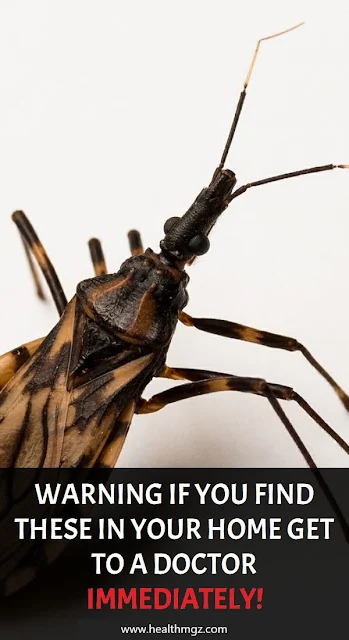 WARNING If You Find These In Your Home Get To a Doctor IMMEDIATELY!