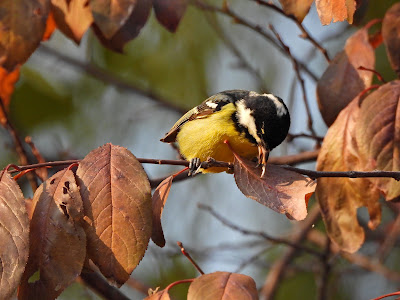 Yellow-Bellied Tit in Changde