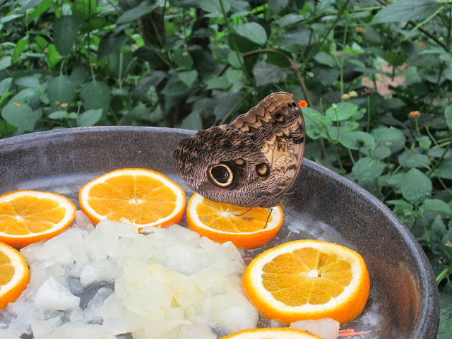 Mariposario de Benalmadena (Motylarnia)