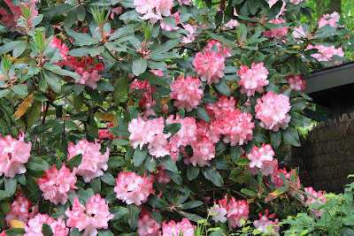 Dunn Gardens - Rhododendron Trusses