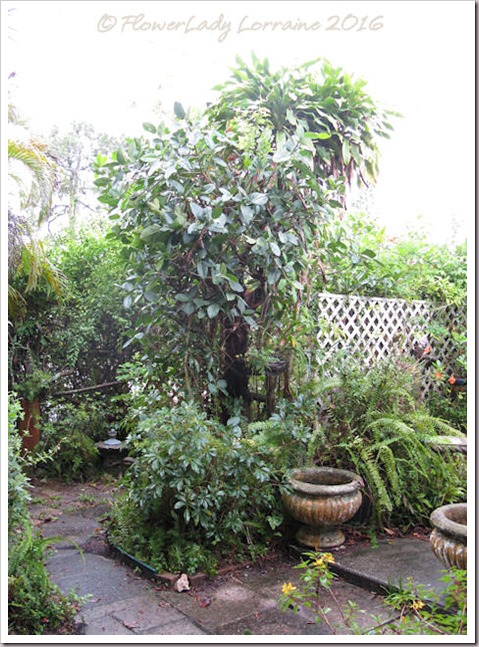 06-09-jungle2