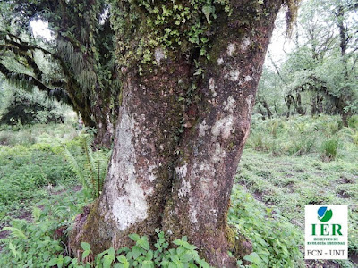  Falsa duranta (Citharexylum joergensenii) tronco