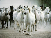 Todos los caballos blancos. todos los caballos blancos