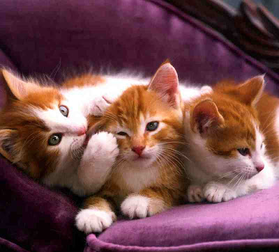 kittens wallpaper. kittens wallpaper.