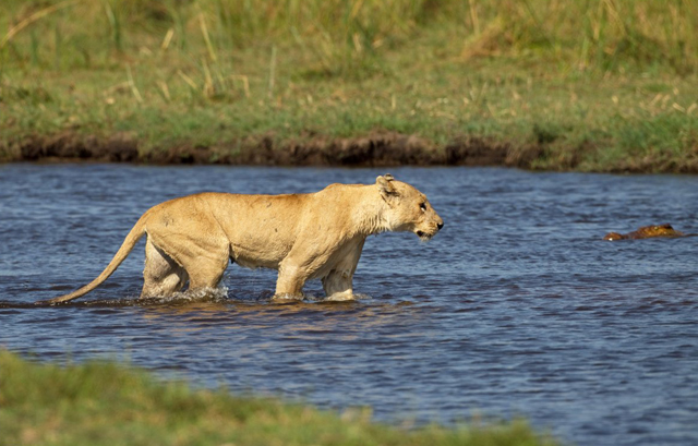 Fotógrafo flagra momento em que leoa ataca crocodilo