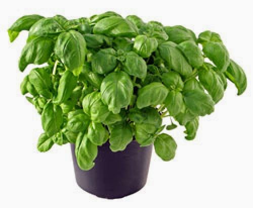 Basil