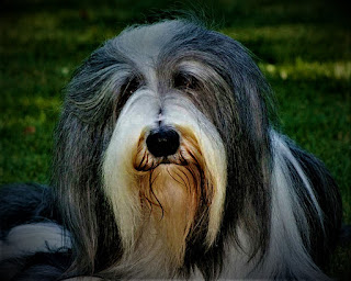 Bearded Collie  history The bearded collie is one of the oldest breeds in the UK. These dogs have been known to humans for a very long time, which is confirmed by much documentary evidence. Among the first images of bearded collie dogs are in a portrait painted by Gainsborough in 1771 and a portrait of Reynolds in 1772. Also, the description of the breed was published in 1818 in the issue of the Live Stock Journal.     They were also called Highland Collie, Mountain Collie or Hairy Collie. Such shaggy, long-haired dogs have been helping in farms for centuries, being universal and very useful animals. The lack of earlier evidence is explained very simply - farmers in the Middle Ages could not read and write, respectively, they could not keep any records. But dogs were bred solely on the basis of their useful qualities.  Consequently, there is no accurate evidence of exactly how dogs got into medieval England. But there is a dominant suggestion that a Polish trader who visited Scotland in the early 16th century traded a pair of Polish low-lying sheepdogs. They were destined to become the basis for the future breed, which would later be associated with England, but not with Poland.  Probably, Polish Shepherds were crossed with local shepherds, and other dogs (which is difficult to say since for centuries they were free to interbreed with a lot of breeds), and in the end, turned out to be a great dog with very noticeable hair. The bearded collie helped to herd the sheep and even find the missing, who fought off the herd - to drive them back, the dog barked loudly and jumped in front of such a sheep.  Despite the fact that the breed of bearded collie did not have its own club, and did not have any specific written standard, these dogs were very popular in the Victorian era and even participated in agricultural exhibitions. The greatest support was provided by shepherds who used these dogs as sheepdogs.  However, the modern bearded collie is a credit to G.O. Willison. After World War II, dogs were bred to participate in the show ring. He was also instrumental in the creation of the Bearded Collie Club in the UK - it happened in 1955. In 1959, the Kennel Club granted the right to participate in the competition.  Characteristics of the breed popularity                                                           04/10  training                                                                07/10  size                                                                        05/10  mind                                                                     07/10  protection                                                          02/10  Relationships with children                         10/10  Dexterity                                                             08/10     Breed information country  Scotland  lifetime  14-15 years old  height  Males: 53-56 cm Bitches: 51-53 cm  weight  Males: 18-27 kg Suki: 18-27 kg  Longwool  long-haired  Color  slate-grey, black, blue, all shades of gray, brown, and short, with or without white marks  price  800 - 2500 $   Description A bearded collie is a medium-sized dog with abundant and thick hair that is not usually cut. The physique is great, the limbs are medium, and the head is round with long ears. A muzzle with a beard. The tail is short. The color can be slate-gray, black, blue, all shades of gray, brown, and sand, with or without white marks.     personality A bearded collie is a dog with a soft and kind character. It is well suited for those people who have never had the experience of communicating with a dog before, or such experience is very small. These pets very rarely create problems, love harmonious relations with everyone, and with pleasure build them in almost any condition. There are no exceptions - other dogs in the park, your friends who come to your guests, just strangers - with all the dog tries to make friends.  Aggression they almost never show, the maximum that can be - is a restraint to strangers on the street, although at the closest acquaintance, your pet is likely to behave friendly. Despite the fact that in terms of character these dogs are very open and harmonious, in fact, if you want to have such an animal, you should know that it is a very energetic dog.  Therefore, you will need to devote at least an hour a day to active training, and the pace of your life should match the energy of the dog. After all, if she misses, the energy will be directed in the wrong direction. First, the dog may simply start to attract your attention, and sometimes the ways in which it does it may not like it. Secondly, it can start to behave somewhat destructively, not to attract attention, but just to splash out somewhere energy.  They love to play, love to spend a lot of time on the street, and love children because for them it is their first partner for games. With children, they have a great understanding, in part because this breed has a great sense of humor. However, these animals can be very emotional and even short-tempered, especially when a small child overcomes their threshold of patience. So the child should be taught the correct treatment, and children under 5 years of age alone with the dog should not be left at all.  Bearded Collie is a very smart dog, which always understands when it is in question, understands the owner, and can assimilate a lot of commands. The negative aspects include self-confidence and stubbornness, as well as the tendency to make decisions on their own. This came from the shepherd's past when dogs had to make a decision under the influence of circumstances in the absence of owners. In addition, sometimes they can bark excessively, expressing their emotions. But this has a positive side, as the dog can effectively perform guard functions, reporting the approach of strangers.     teaching Despite its kind and harmonious nature, sometimes can show stubbornness. This can and should be fought and necessary to start from an early age, establishing discipline in the house. However, it should be done friendly, with a sense of humor, and without unnecessary negativity.  The same can be said about the learning process - training should be fun and varied, otherwise the dog will start to get bored. A bearded collie needs both encouragement and praise, and rigor when needed. Reward food, playful form, and consistency - here are your allies. In tough and rough conditions, the dog, on the contrary, will not develop normally.     care You should understand that you will often have to comb long hair, including wiping the beard, with which the water drips after drinking and in which the food gets stuck. In addition, the long wool is covered with dirt and an orator after each exit to the street. During molting, it will have to do more often.  Despite the fact that thick wool also closes your eyes, you need to check them daily for the presence of sediments and clean them, also do not forget to clean your ears at least twice a week. Buy a dog at least once a week, claws cut three times a month. The bearded collie does not tolerate heat very well.     Common diseases Here is a list of some of the diseases most commonly found in this breed:  Allergy hip dysplasia; hypothyroidism; progressive retinal atrophy; resistant pupil membrane.       Beautiful Pictures of Bearded Collie