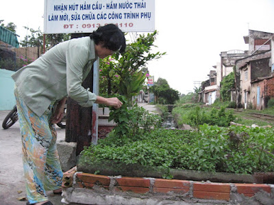 tự trồng rau sạch tại nhà