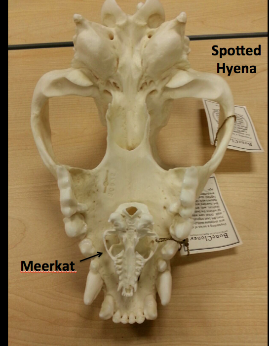 Notes From Kenya: MSU Hyena Research: Educational Outreach