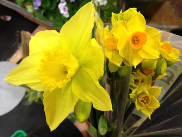 生活碎碎念 Daffodil Vs Narcissus